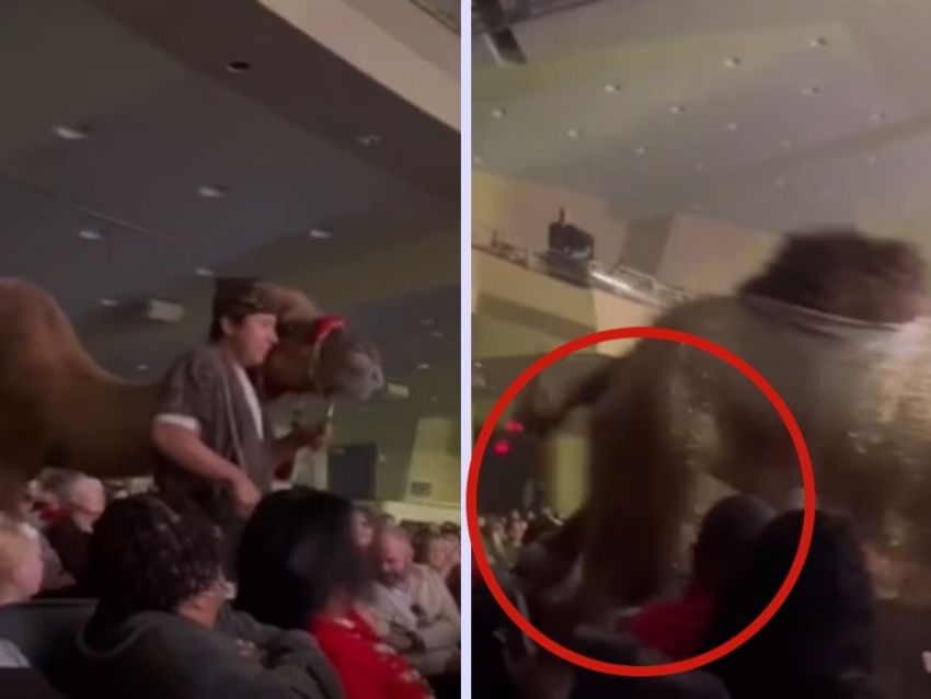 Espectáculo navideño en iglesia de Houston con camello que pateó a una mujer durante la presentación