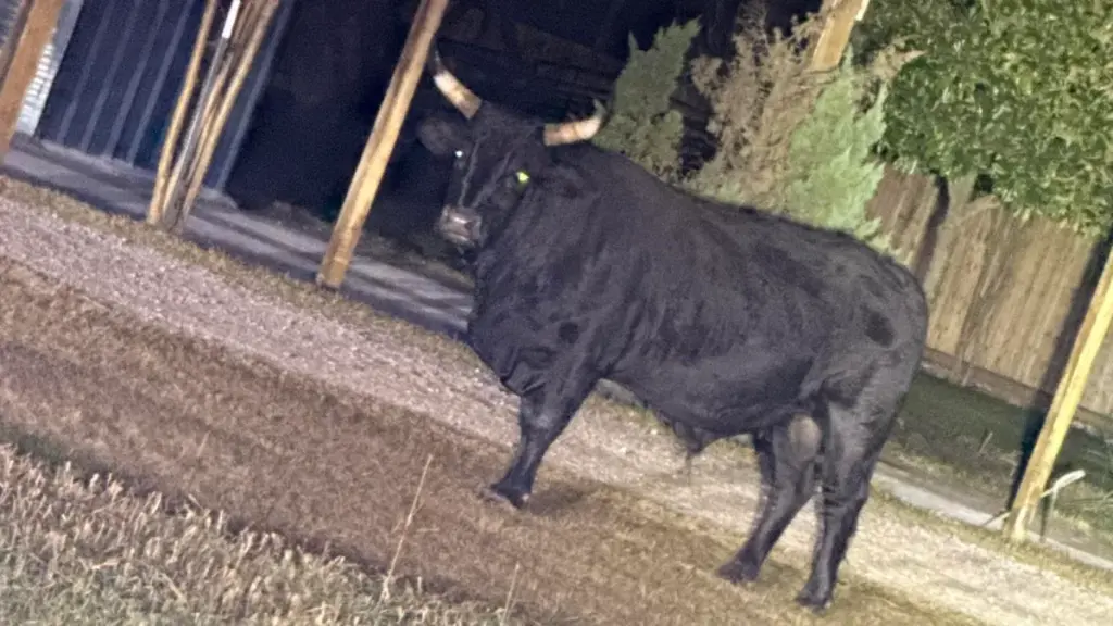 Toro de gran tamaño caminando por calles residenciales del norte de Houston mientras autoridades del condado Harris controlan la situación