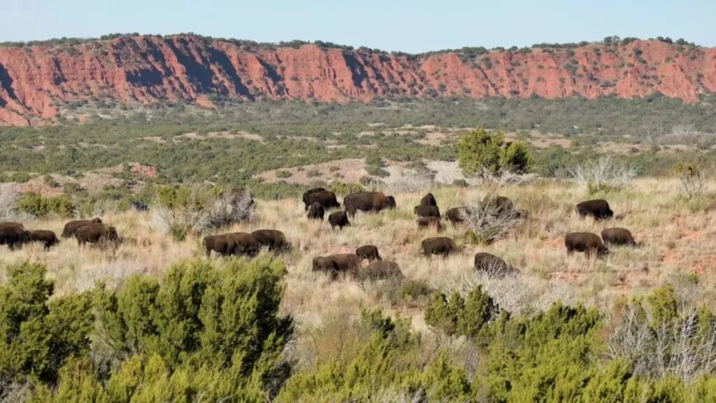 bisontes en Caprock Canyons Texas recorriendo su nuevo hábitat tras expansión del parque natural en zona de cañones
