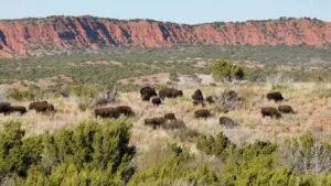 bisontes en Caprock Canyons Texas recorriendo su nuevo hábitat tras expansión del parque natural en zona de cañones