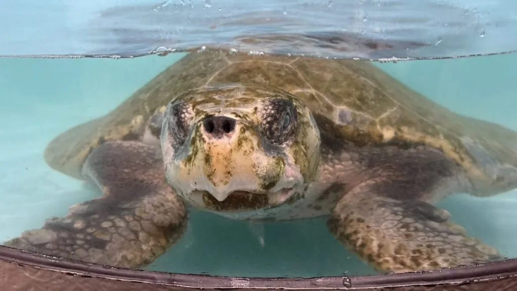 tortuga marina Kemp’s ridley rescatada en la costa de Texas cubierta de percebes y algas mientras especialistas la trasladan para atención veterinaria