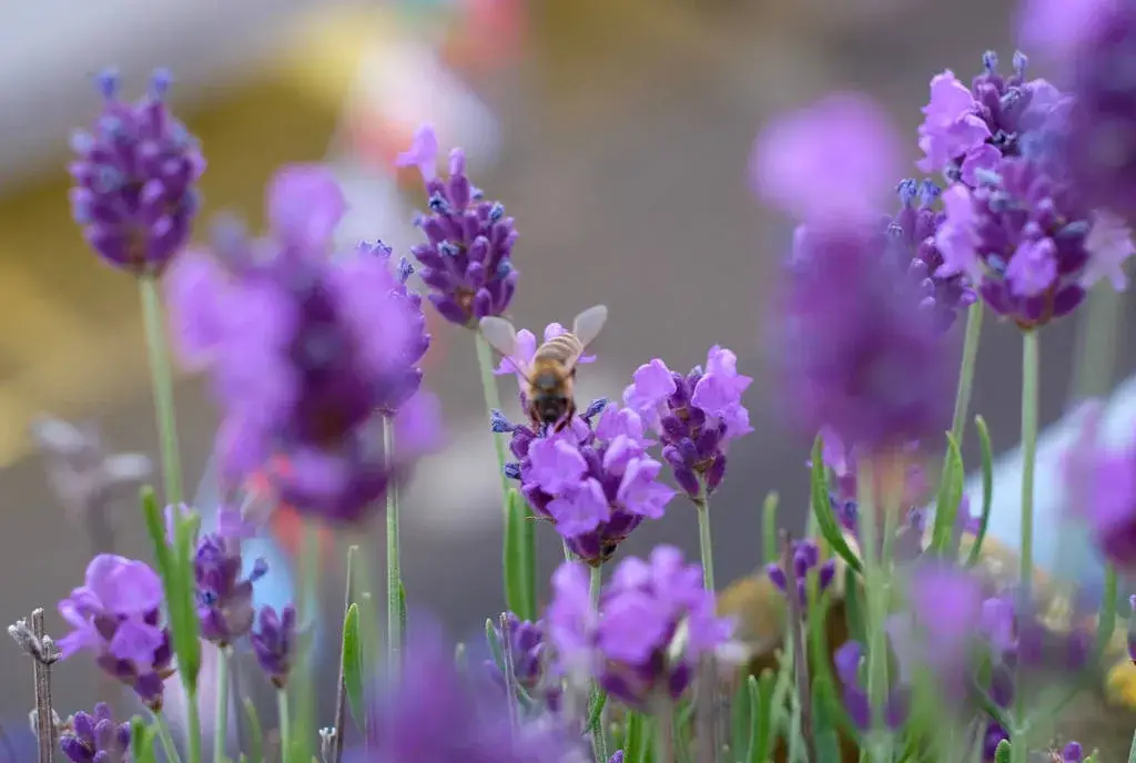 Campo de lavanda en Houston con flores en temporada y paisaje natural ideal para turismo y fotografía