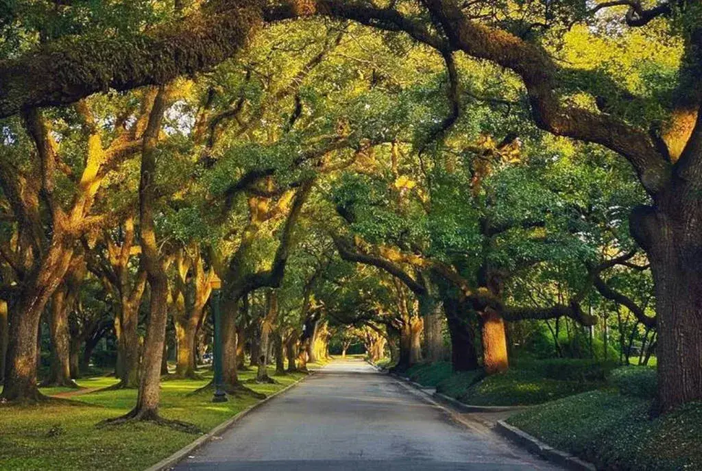 Vista de mansiones en barrios exclusivos de Houston como River Oaks, símbolo del auge inmobiliario de lujo en Texas