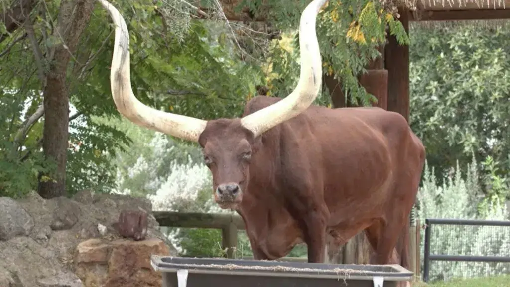 Luni Tune ganado Ankole del Houston Zoo con grandes cuernos que marcó a visitantes durante dos décadas