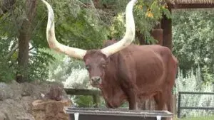Luni Tune ganado Ankole del Houston Zoo con grandes cuernos que marcó a visitantes durante dos décadas