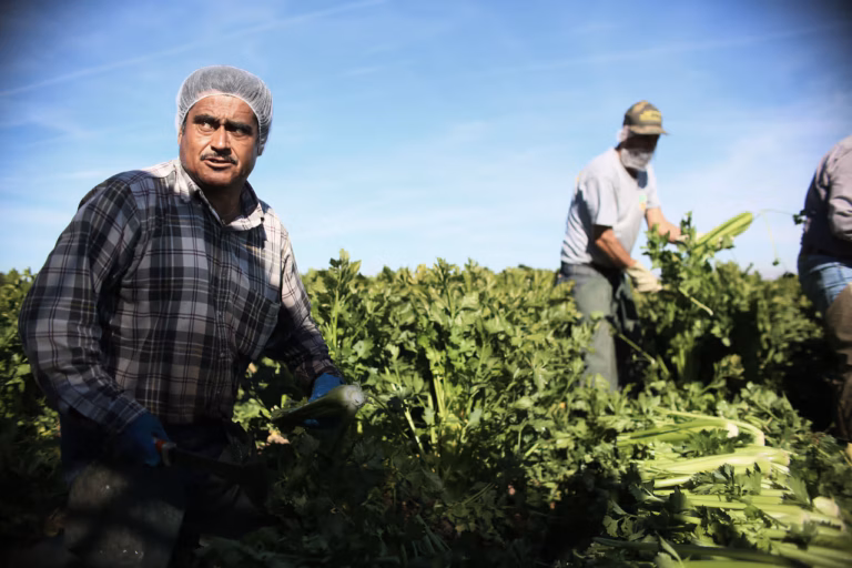 Mano de obra inmigrante en Houston trabajando en construcción y sectores urbanos de Texas
