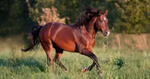 Caballos en Houston durante rodeo texano con estética western y tradición ranchera estadounidense