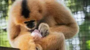 Houston Zoo presenta nuevas crías de primates incluyendo mono Tuve inspirado en José Altuve