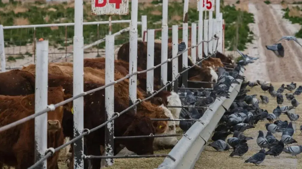 Gusano barrenador activa vigilancia sanitaria en ranchos ganaderos de Texas