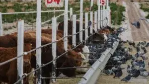 Gusano barrenador activa vigilancia sanitaria en ranchos ganaderos de Texas