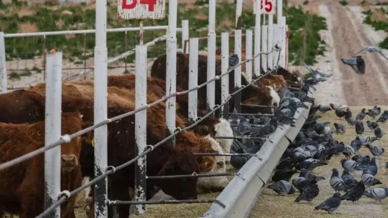 Gusano barrenador activa vigilancia sanitaria en ranchos ganaderos de Texas