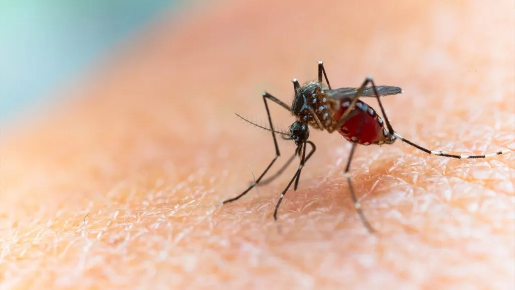 Mosquitos portadores del virus del Nilo Occidental detectados en una zona de Texas