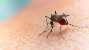 Mosquitos portadores del virus del Nilo Occidental detectados en una zona de Texas