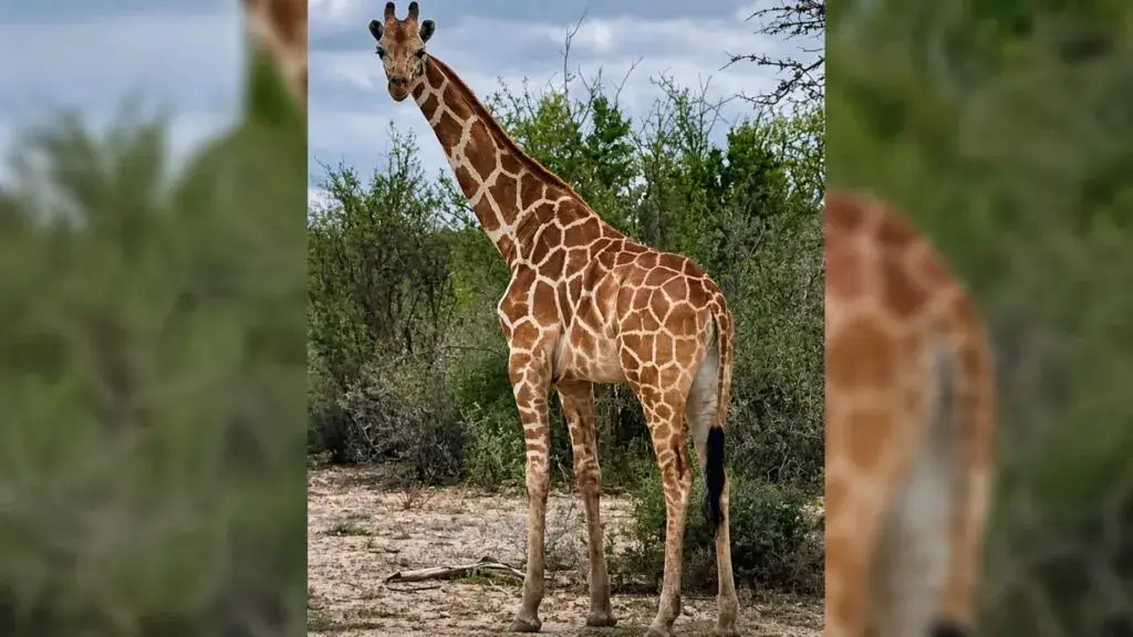 Jirafa caminando entre la vegetación de Texas durante el operativo de búsqueda