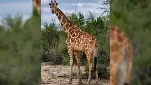 Jirafa caminando entre la vegetación de Texas durante el operativo de búsqueda