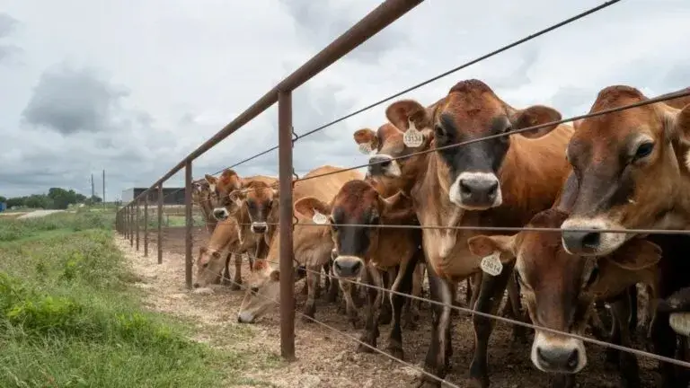 Inspección veterinaria de ganado en Texas por casos de gusano barrenador del Nuevo Mundo
