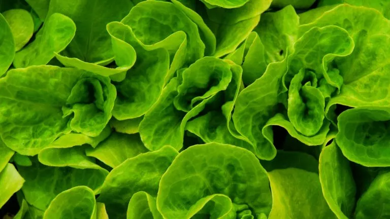 México confirma tres casos de cyclospora y descarta un brote nacional