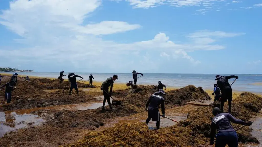 Sargazo alcanza niveles históricos en playas del Caribe y el golfo de México
